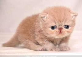 Garfield Pictures Garfield Cat Breed