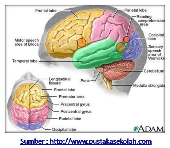 Mari Belajar Sistem Saraf Pada Manusia Guru Ipa Pati Mari Belajar Sistem Saraf Pada Manusia Guru Ipa Pati