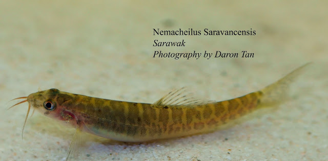 Nemacheilus Saravancensis