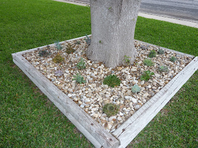 A Few of My Favorite Things: Front Yard Succulents