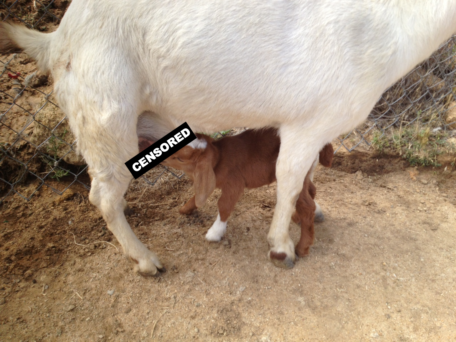 Sowdering About Breastfeeding in Public