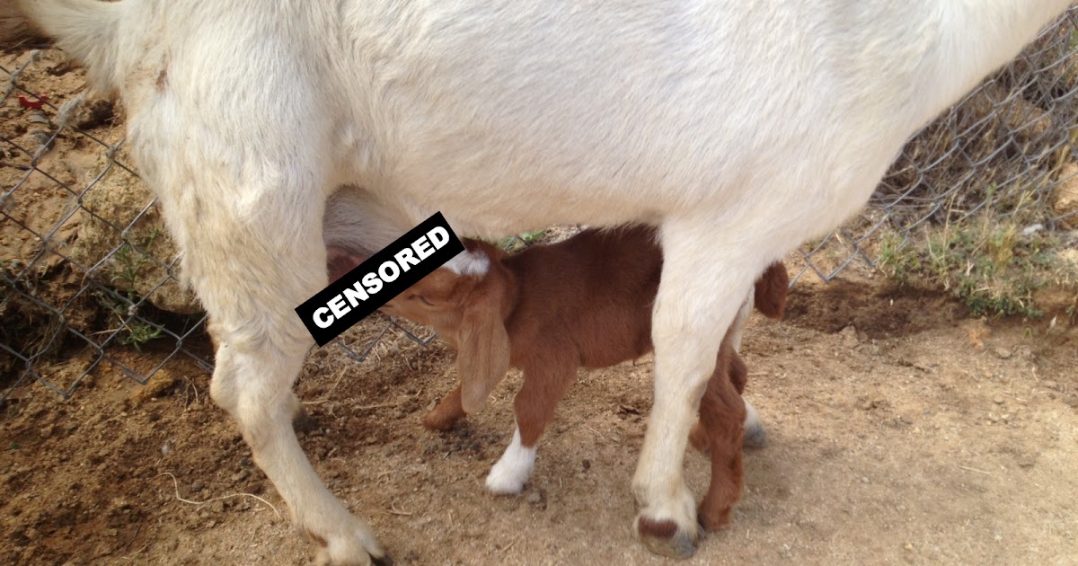 Sowdering About Breastfeeding in Public