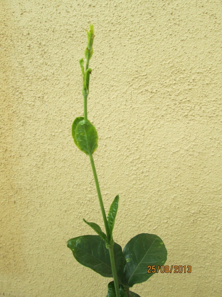 Spanish Plant