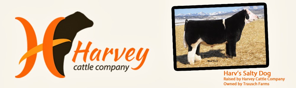Harvey Cattle Company