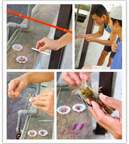 Prawning at Kranji Farm Resort, Fun Recreational Fishing