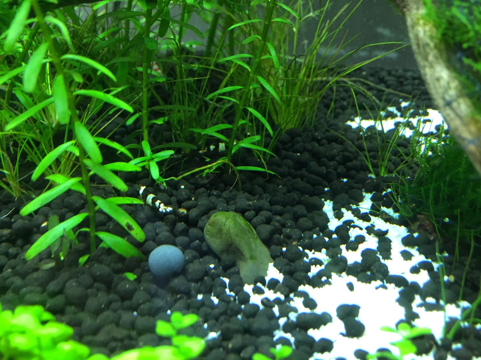 aquaticszone my freshwater aquarium