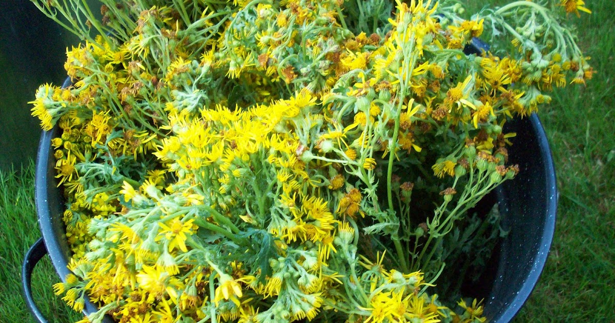 An Impartation of Color Tansy ragwort (Senecio jacobaea) flowers