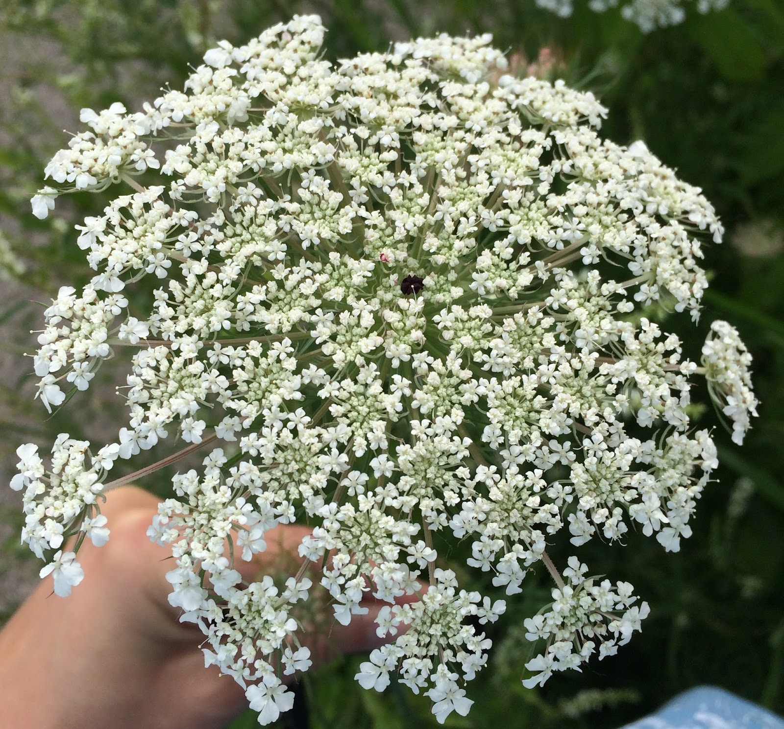 MI Lake Home Garden About 3 of My Favorite "Ditch Flowers"