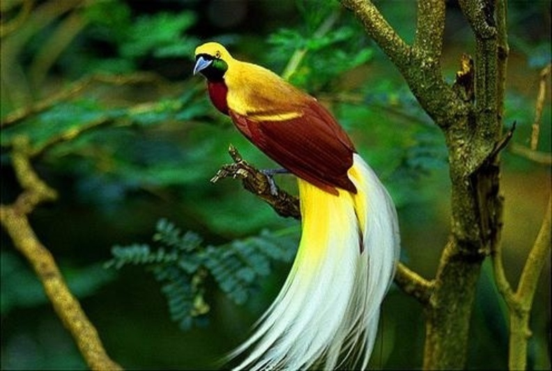 Jenis Burung Cendrawasih Terindah Di Dunia Jenis Burung Cendrawasih Terindah Di Dunia