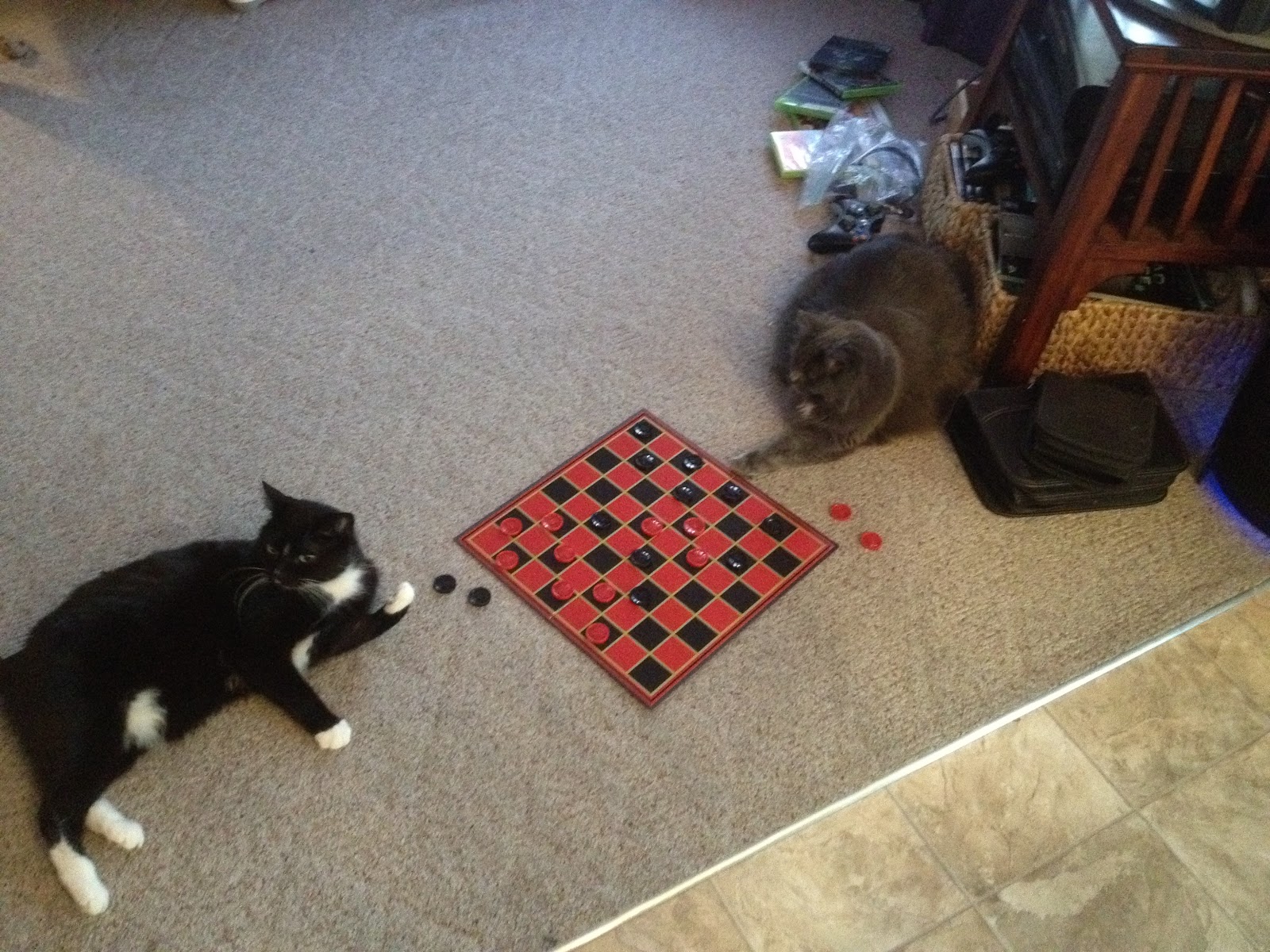 Catladyland Cats are Funny Wordless Wednesday Cat Checkers