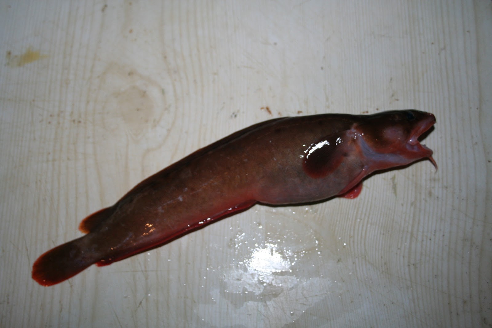 Otto the Otter Only the freshest fish