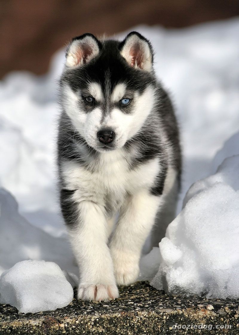 Siberian Husky Black & White Siberian Husky