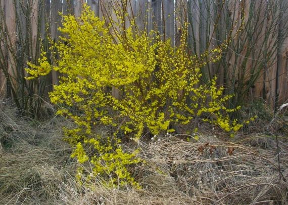 Jeffco Gardener It S Time To Prune Your Summer Flowering Shrubs