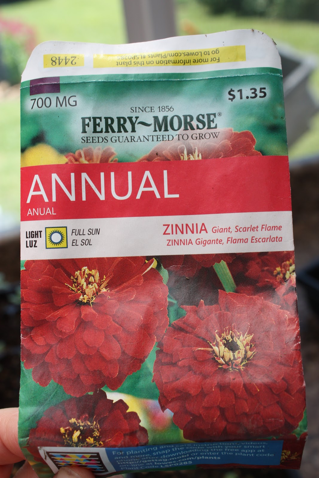 A Garden In Bethlehem Pa Euonymus Shrubs