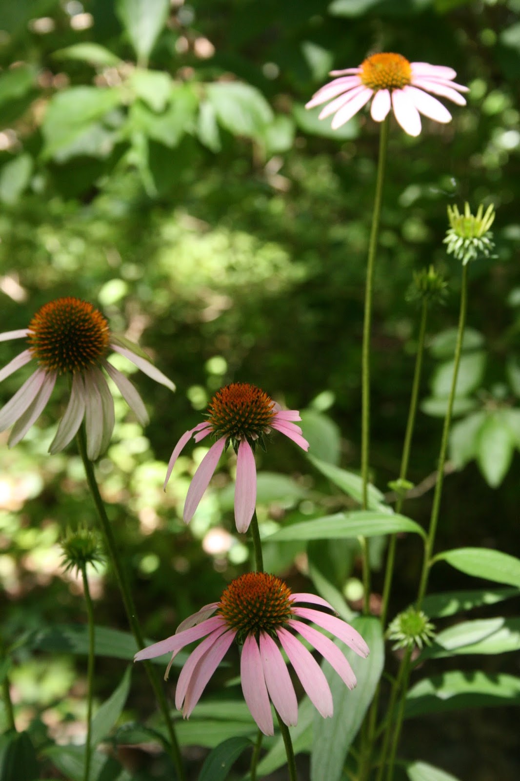 Native Florida Wildflowers Purple Coneflower Echinacea purpurea