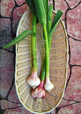 Basket of Green Garlic from CSA