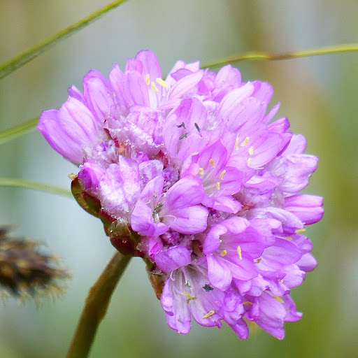 http://wild-flowers-of-europe.blogspot.nl/2014/10/armeria-arenaria-subsp-confusa.html