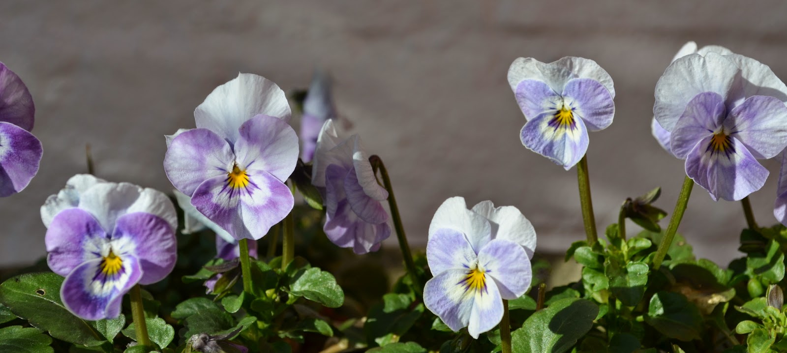 Pear Tree Cottage Garden Spring in February?