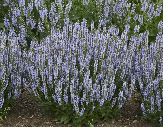 Aprille S Socal Gardening Rose Of Sharon