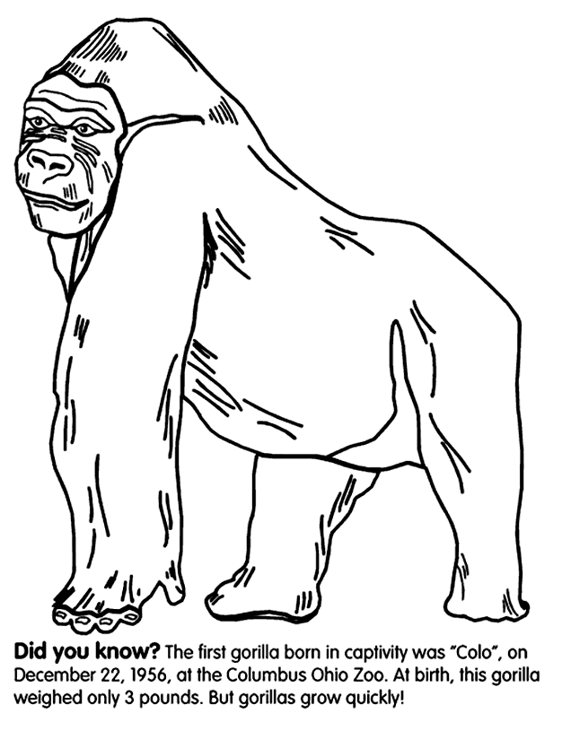 Gorilla Coloring Pages To Kids