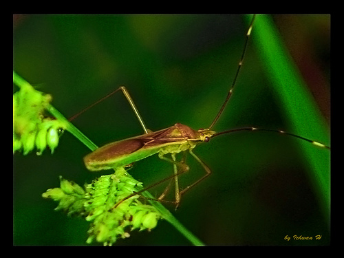 Ilmu Dan Tips Gratis Com Siklus Hidup Walang Sangit