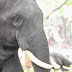 The Elephant