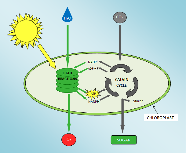 Photosynthesis: more-or-less complete schematic.