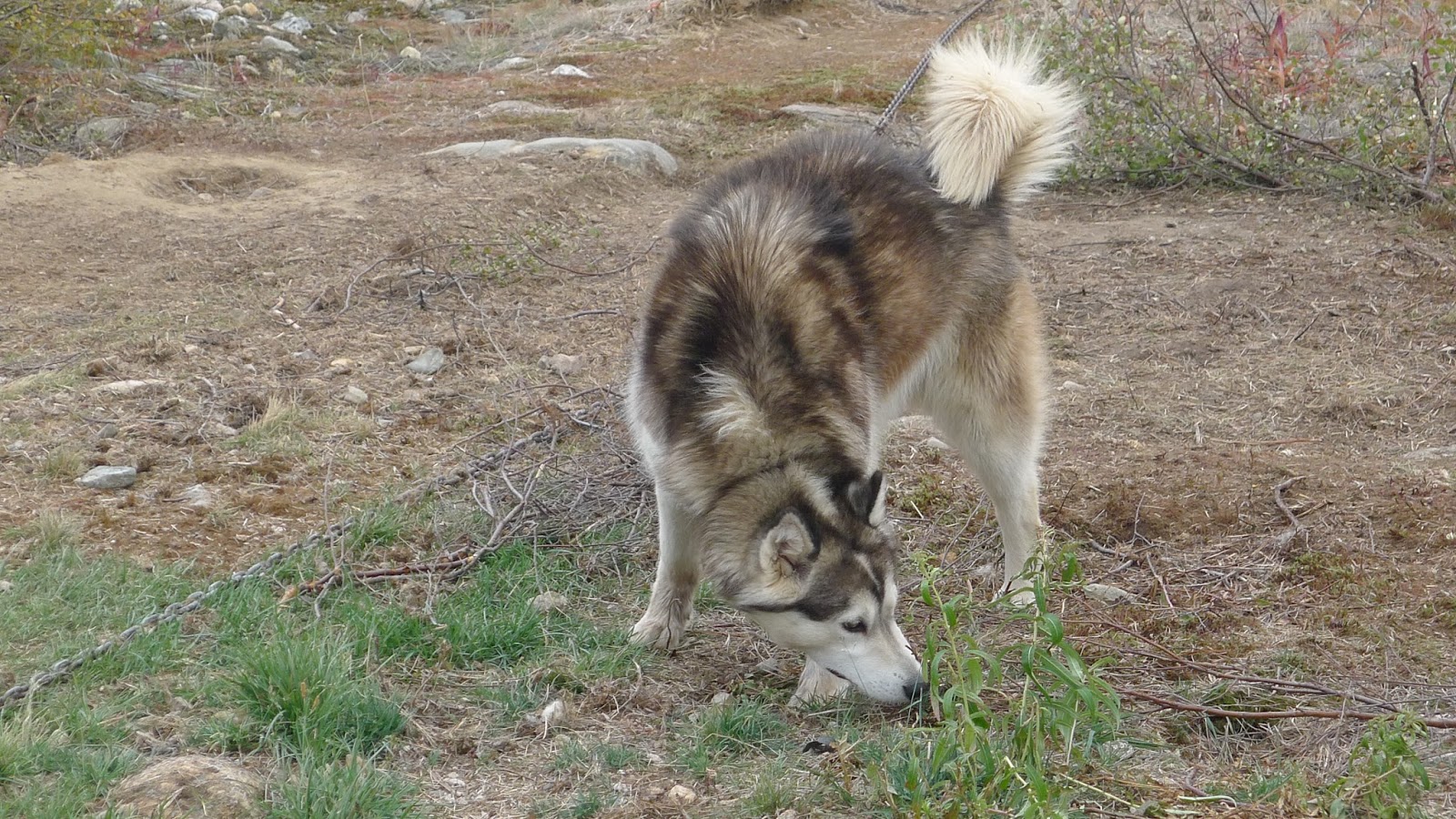 Qajaq Kuujjuaq Inuit Sled Dogs