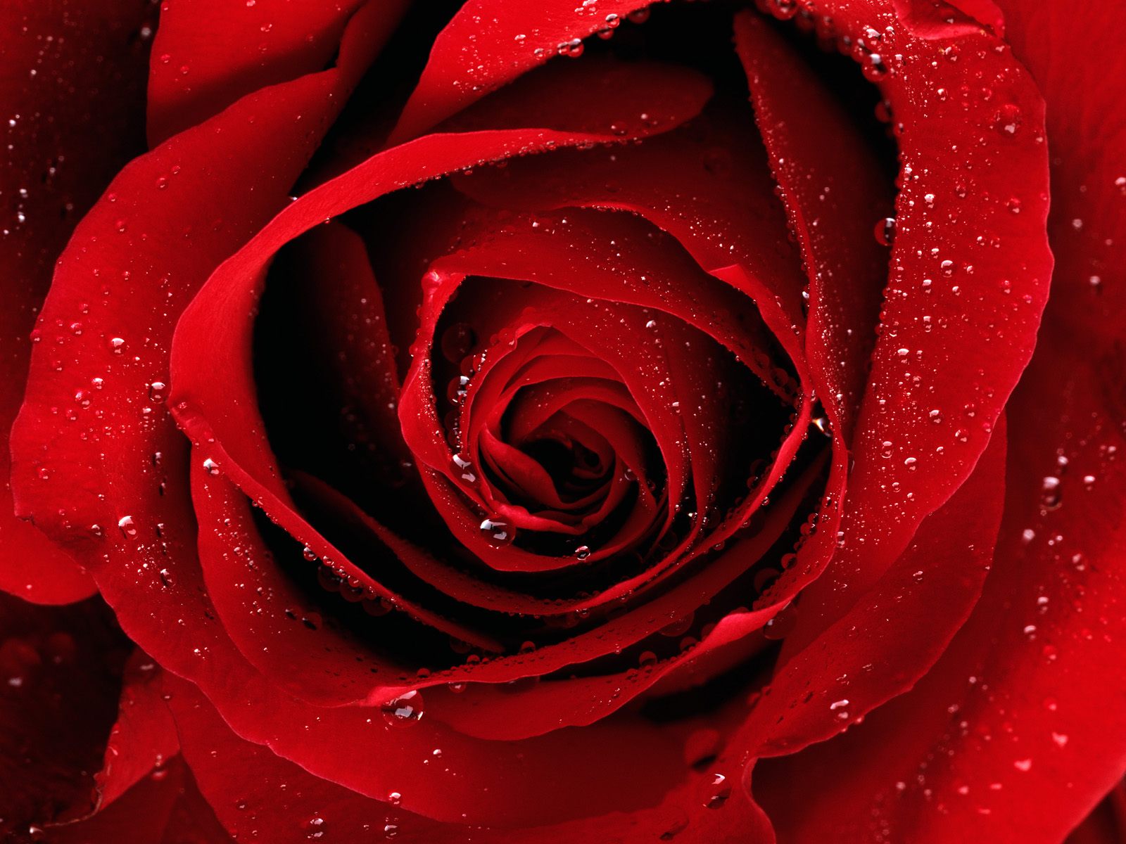 http://2.bp.blogspot.com/-w5izaUCvKmU/TTSth_oeyGI/AAAAAAAACqs/jnA3Az1d8GY/s1600/red-rose.jpg