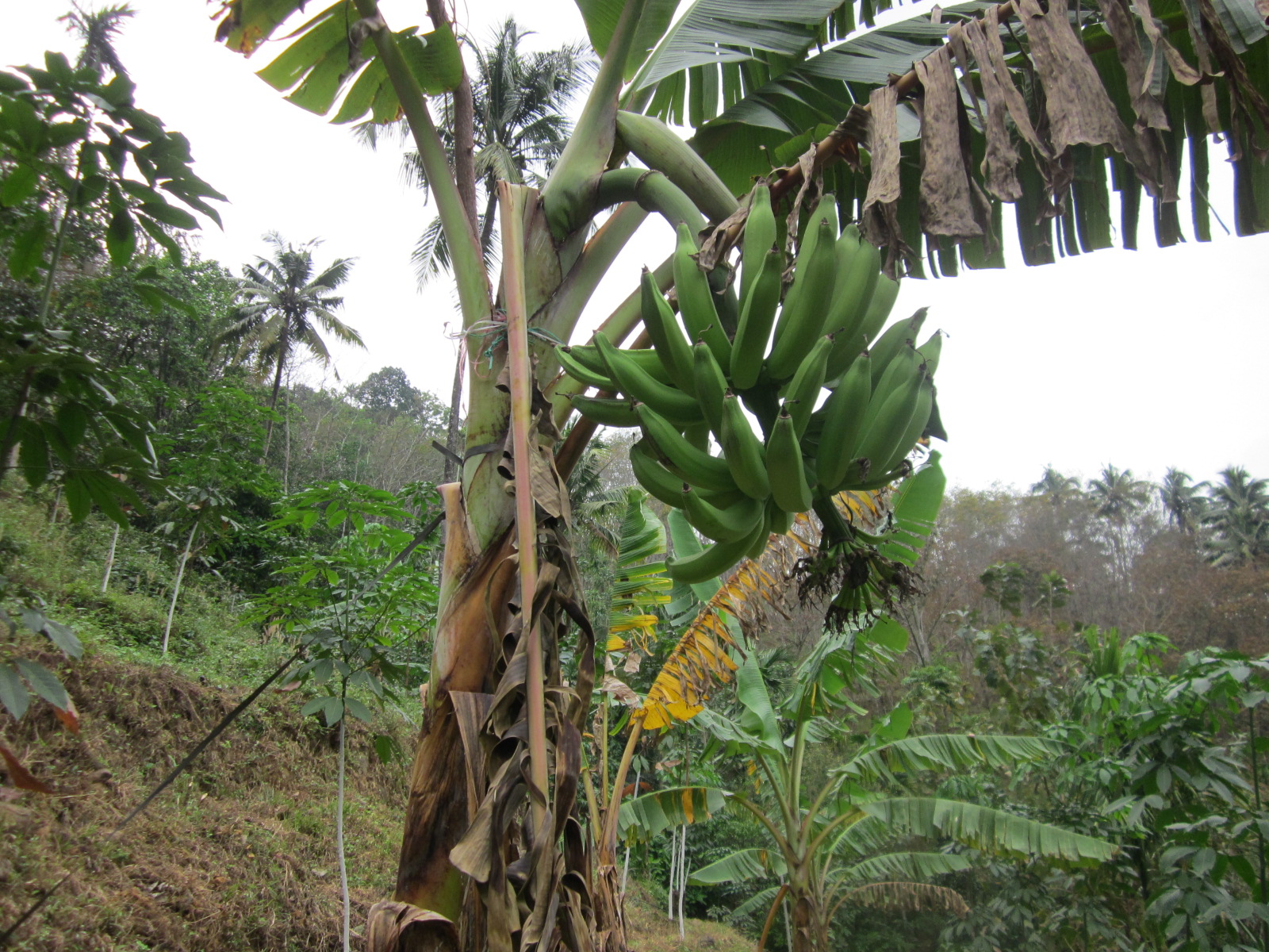 PLANTAIN (ETHAKKA) KERALA NATURE AND AYURVEDA