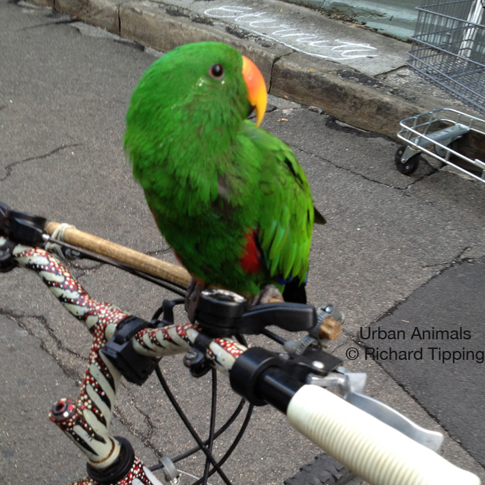 Urban Animals The Bicycle Parrot and Ralph's Big Red Mouth