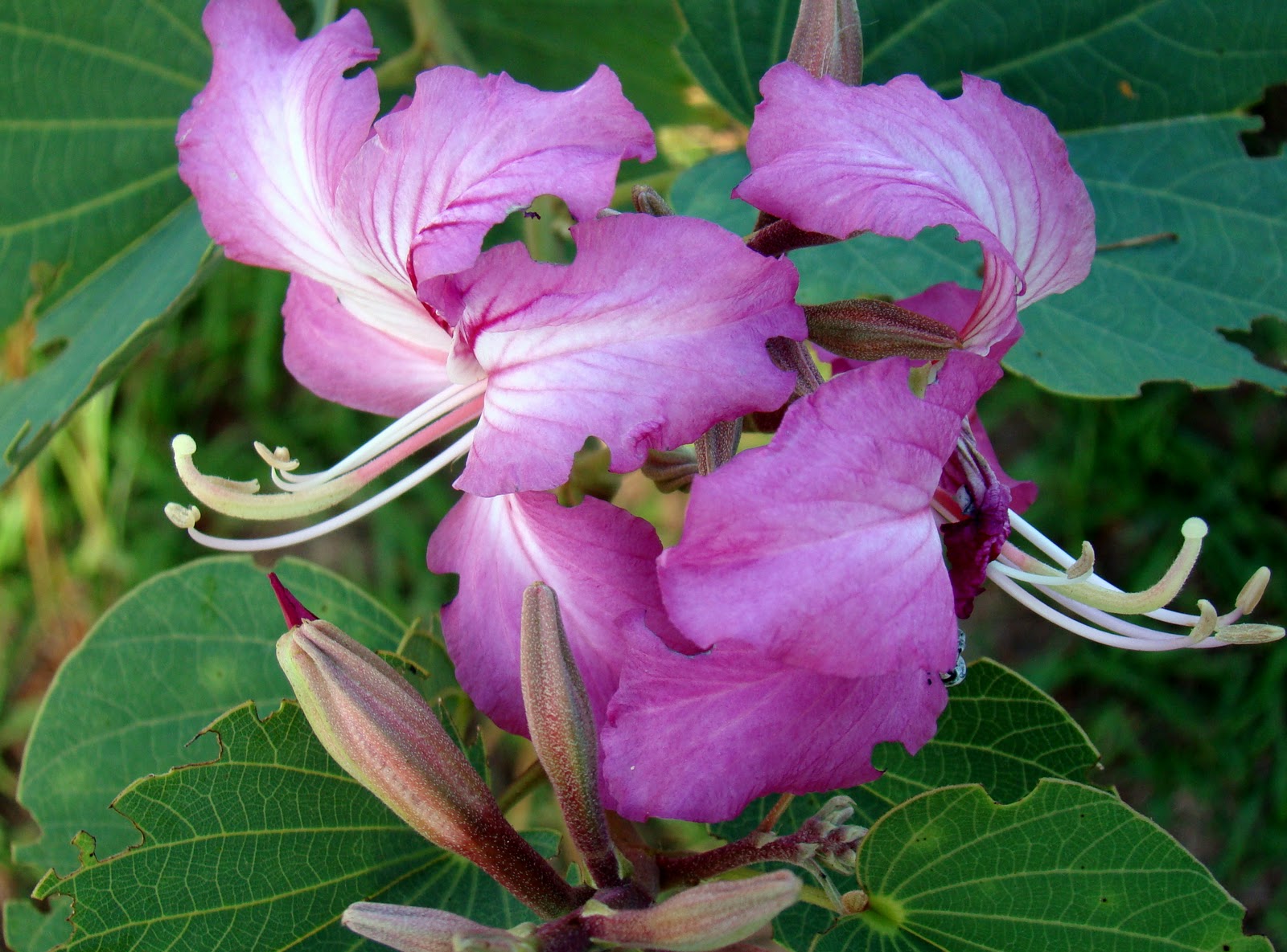 Pine Island, Florida Fall Flowers on Pine Island