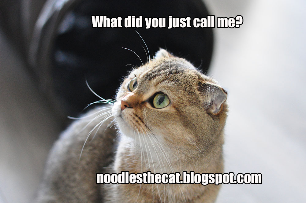 I IZ NOODLES THE CAT Offended