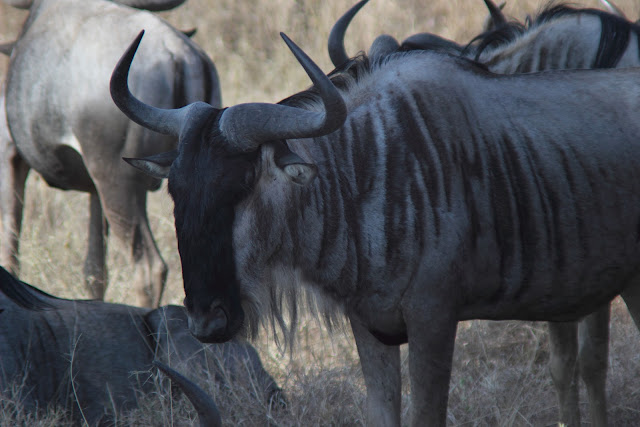 15 días de Safari y playa - Blogs de Tanzania - 30 de julio de 2012. Primer día en Tarangire. (3)