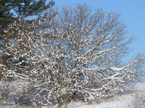 snow and blue sky