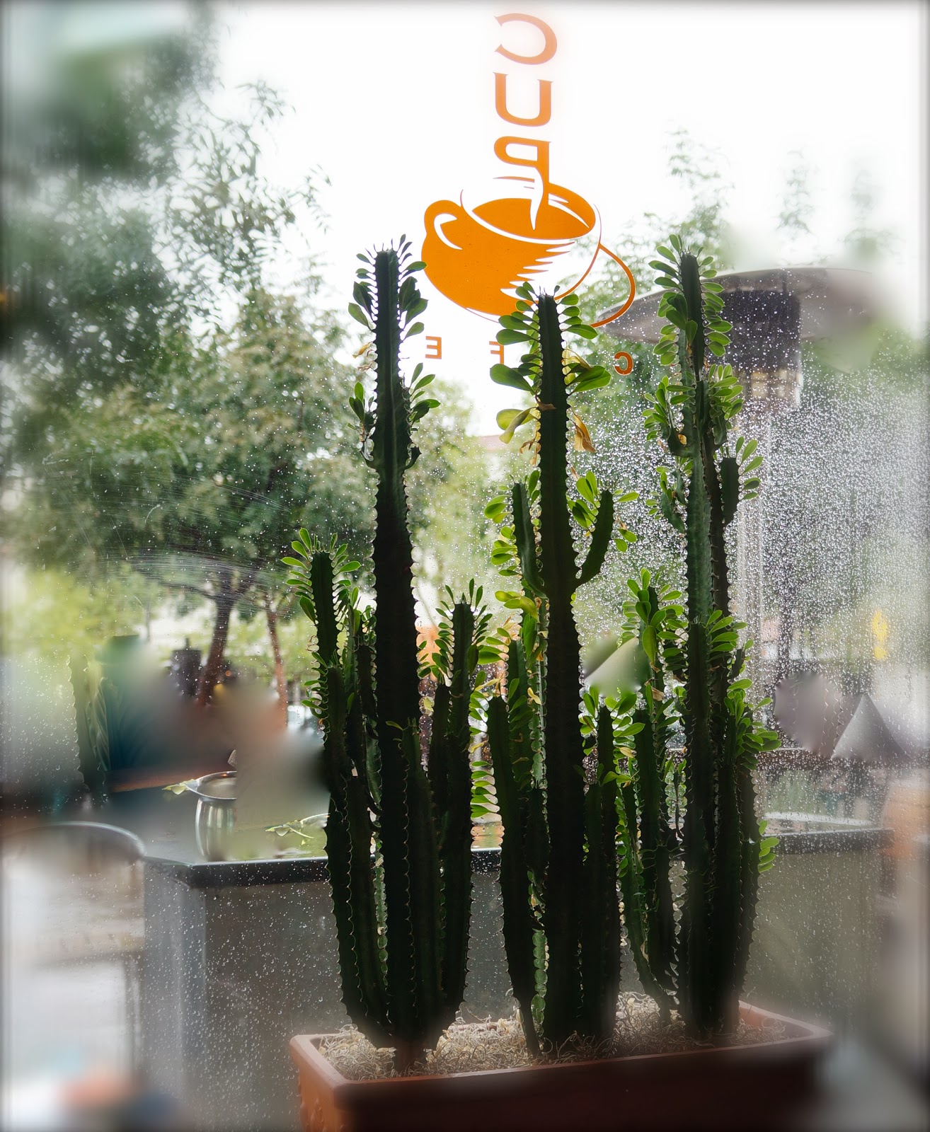Hotel Congress Cactus Garden Rooms Hotel Congress Cactus Garden Rooms