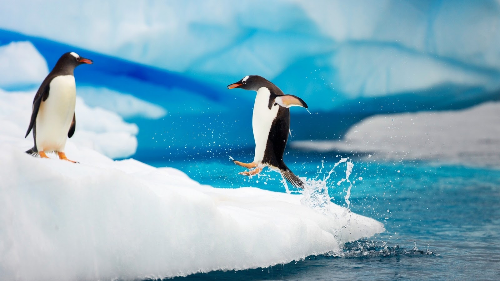 http://2.bp.blogspot.com/-w7d_KXZDAg4/Tvyl7joM2XI/AAAAAAAAAHA/fUdfLZAZL0o/s1600/cute-penguins-wallpapers.jpg