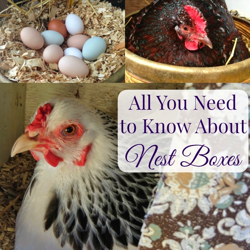Linn Acres Farm All You Need to Know About Chicken Nest Boxes!