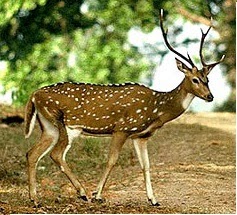 PATHAN KHAN: Telangana State Symbols of Animal, Bird, Flower, Tree Icons