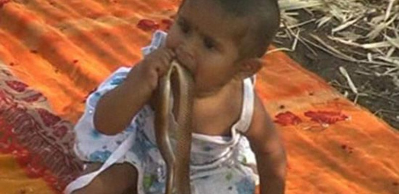 Indie: Sześciomiesięczna dziewczynka bawi się z pytonami!