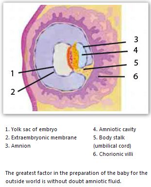 The Fact Of Creation: The Baby's "Water of Life": Amniotic Fluid