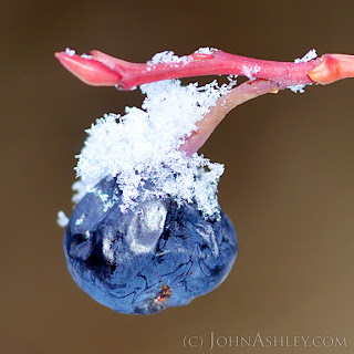 frozen huckleberry (c) John Ashley