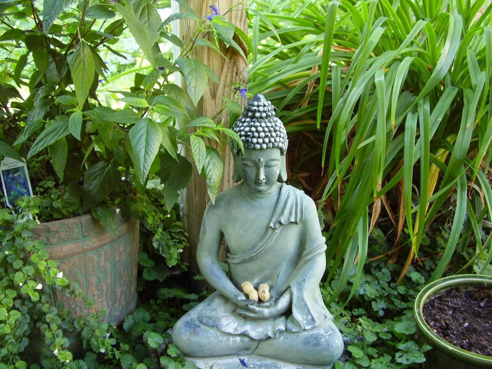 quotations pictures quotes image buddha wishes quotes christmas quotes for best friend