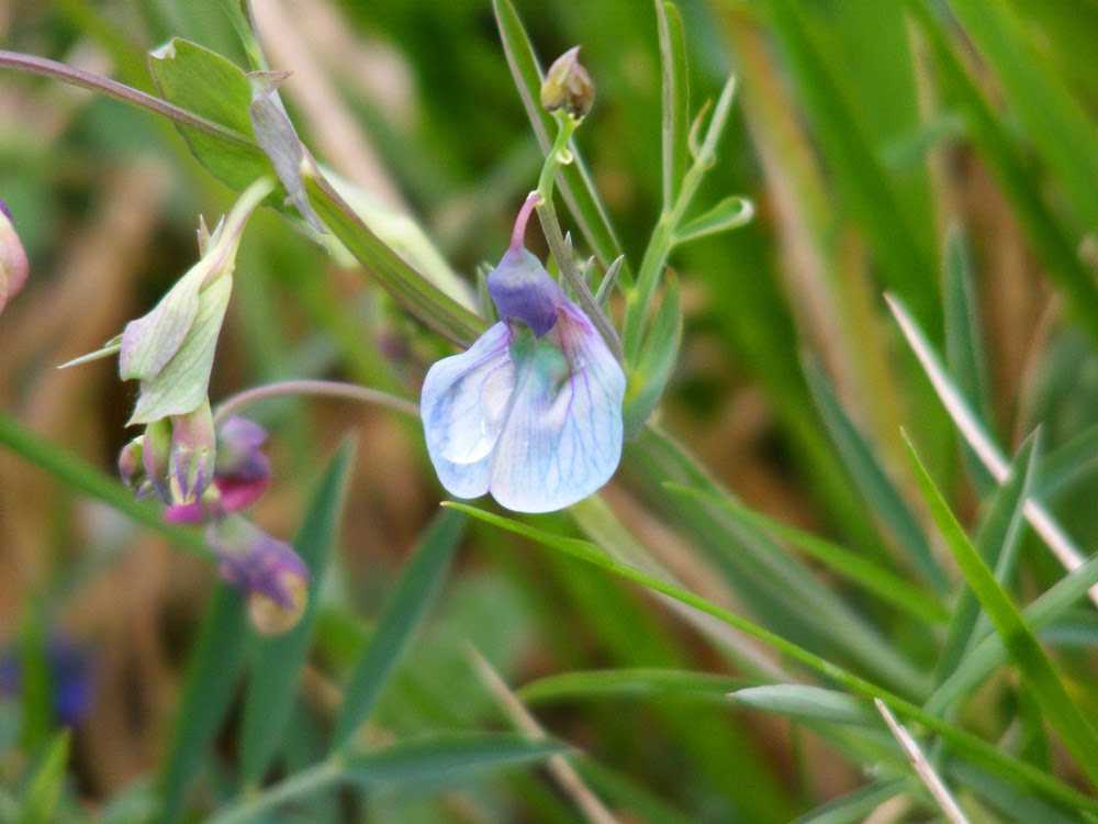 Days on the Claise Bittervetch