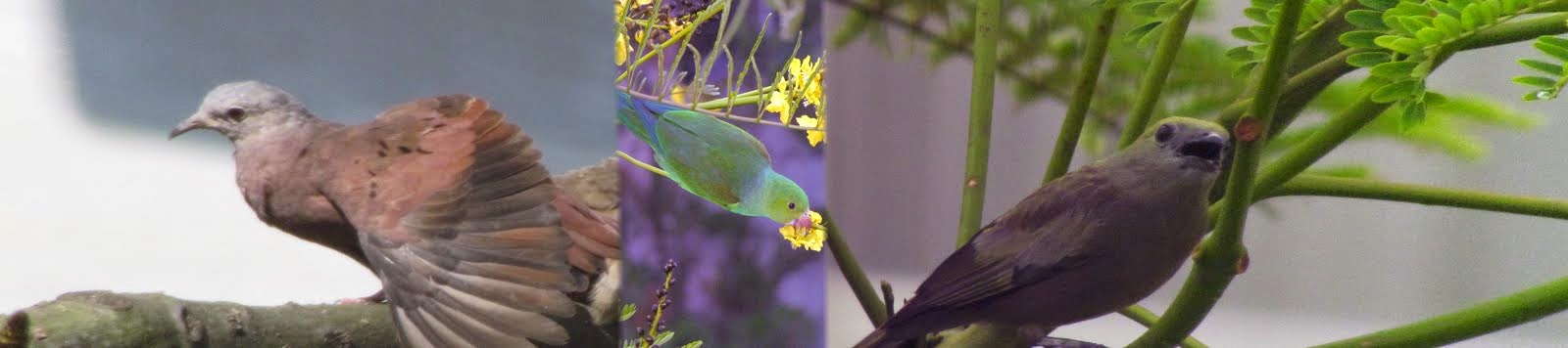 AVIFAUNA