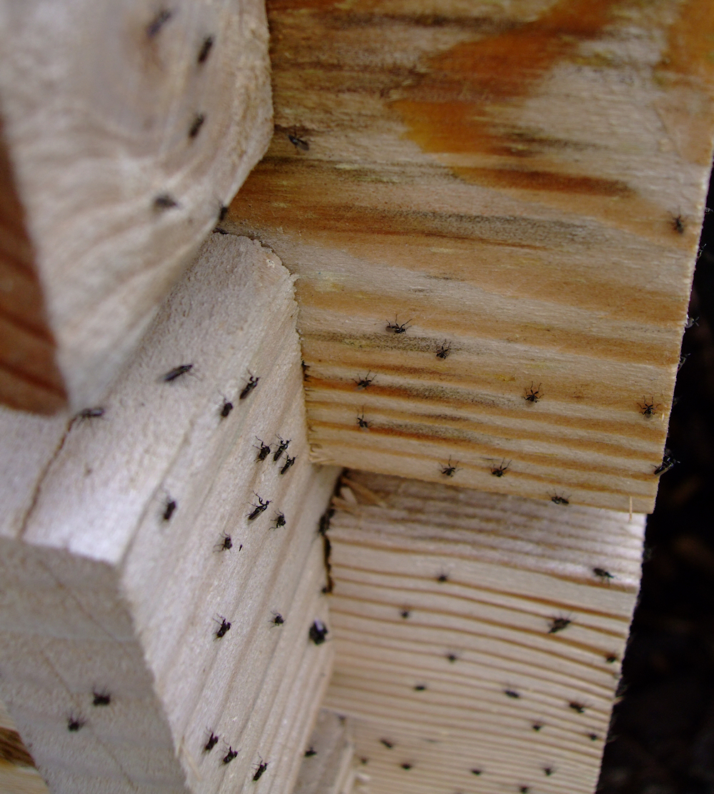 Plot 7 Marsh Lane Our Allotment Fungus Gnats