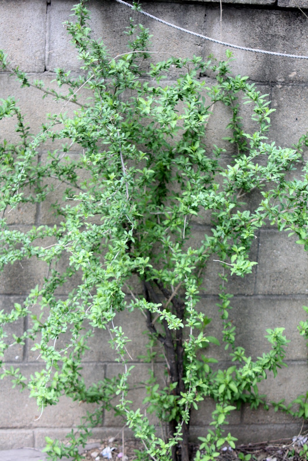goji berry plants goji berry plants