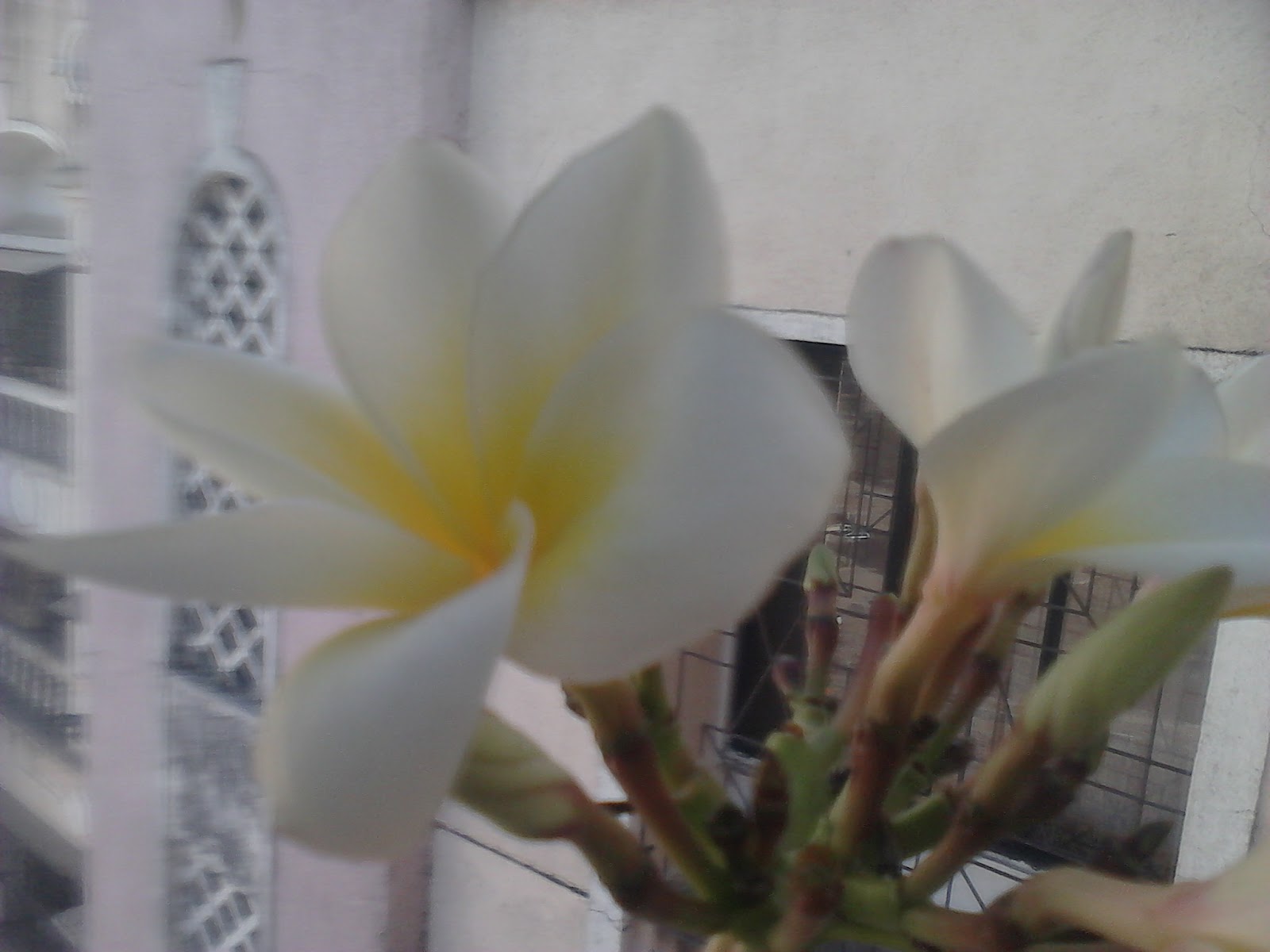 Champa Flowers Pictures