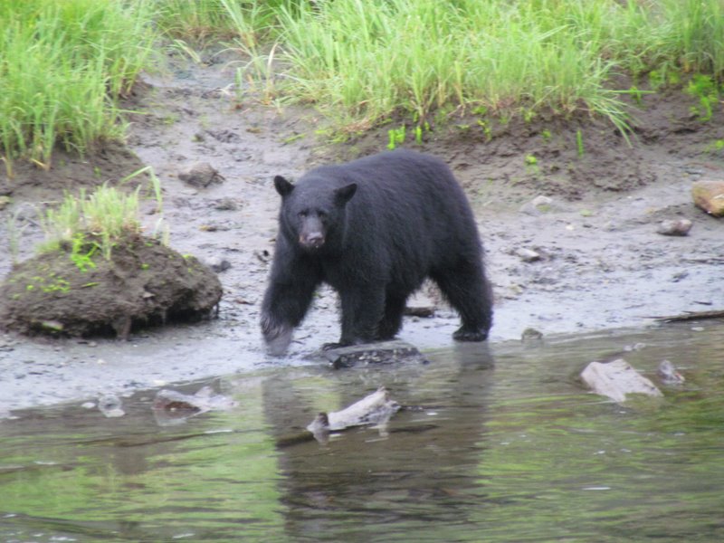 Grandma's Grand Adventures Mostly the bears and eagles at Herring Cove