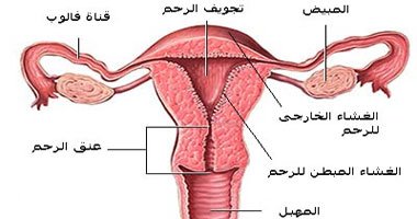 المهاجرة البطانة بطانة الرحم